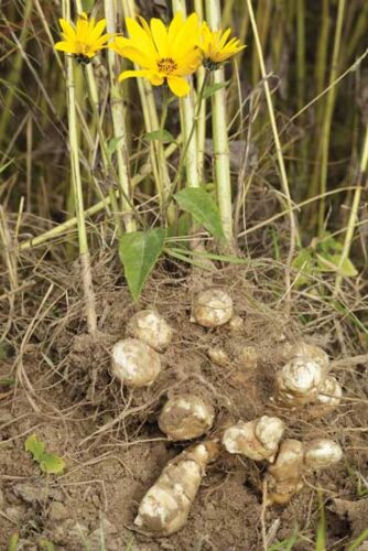 How to Differentiate Between Jerusalem Artichokes and Wild Sunflowers